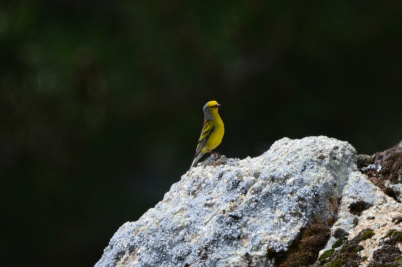 Carduelis corsicana Carduelis corsicana